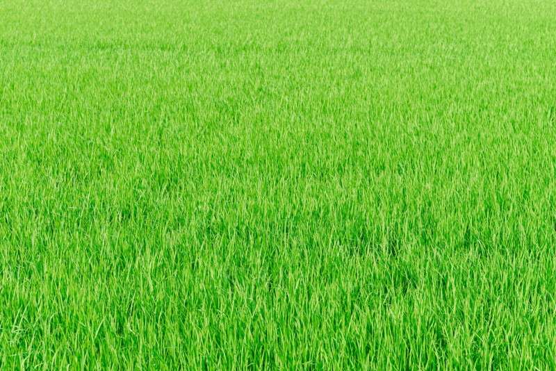 農地を不動産売却する方法について解説