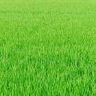 農地を不動産売却する方法について解説